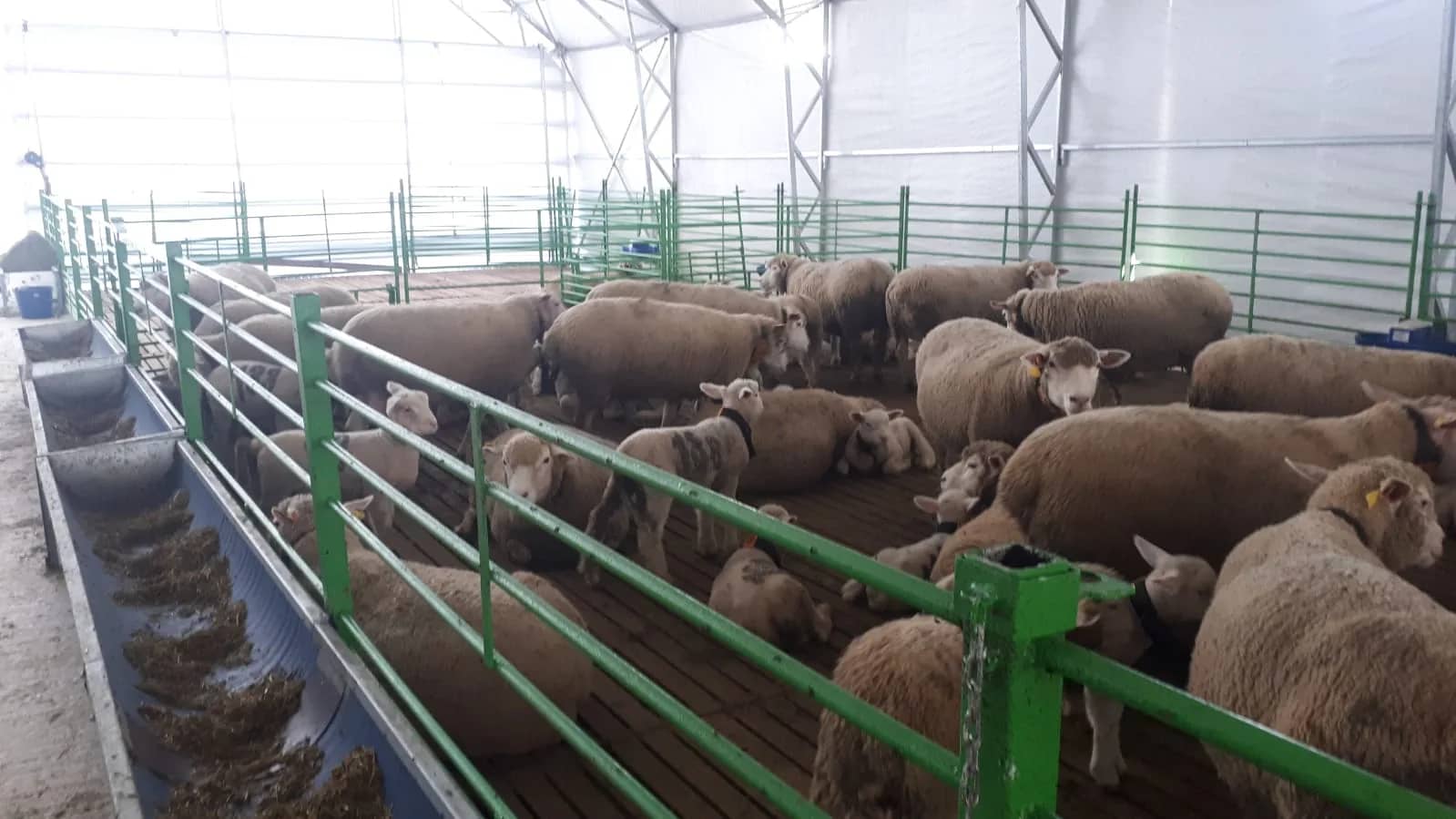 Sheep and Goat Tents | Varol Tent