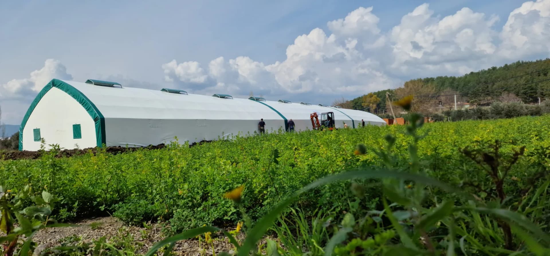 Cattle housing tent