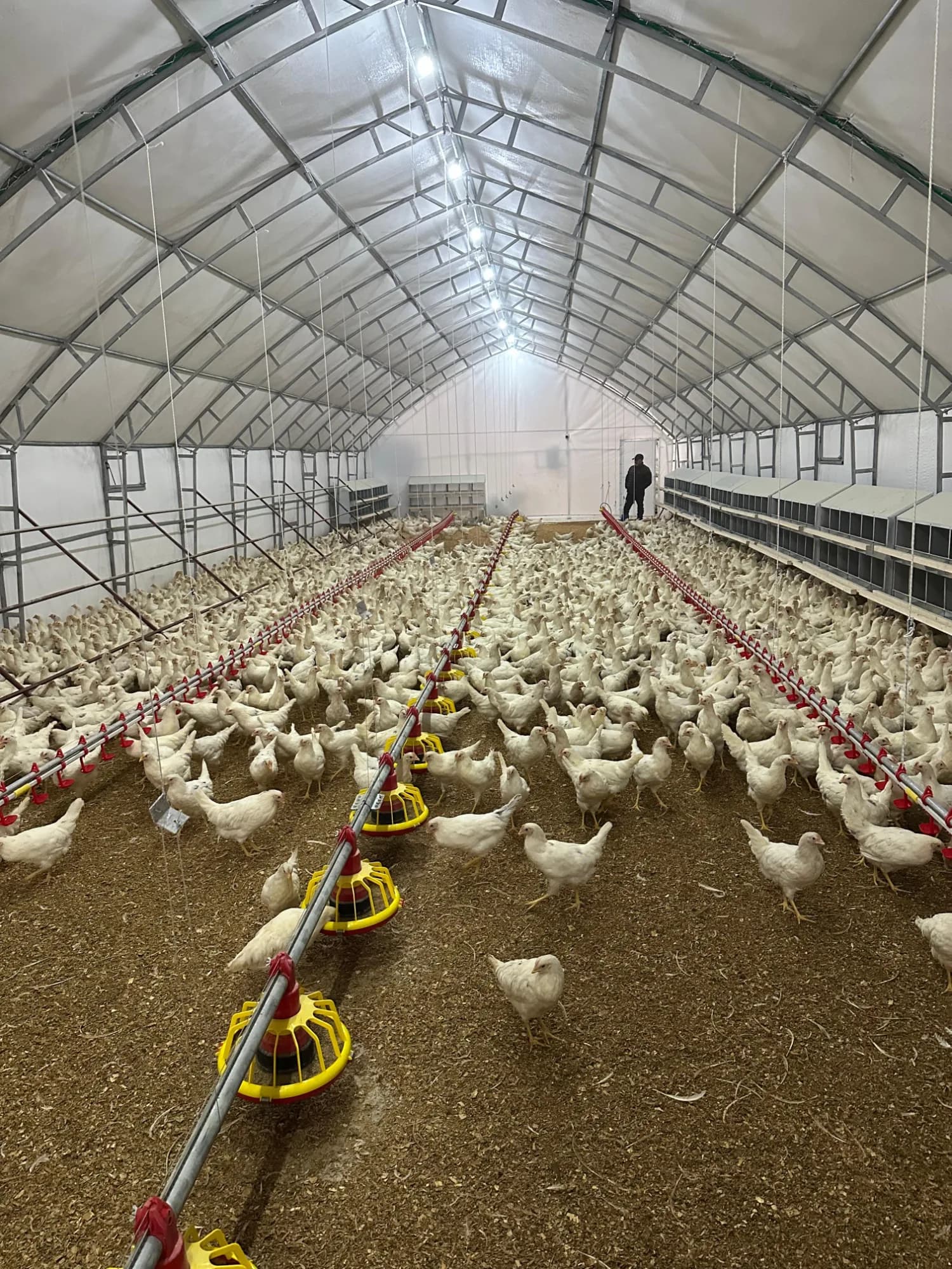 Poultry house tent