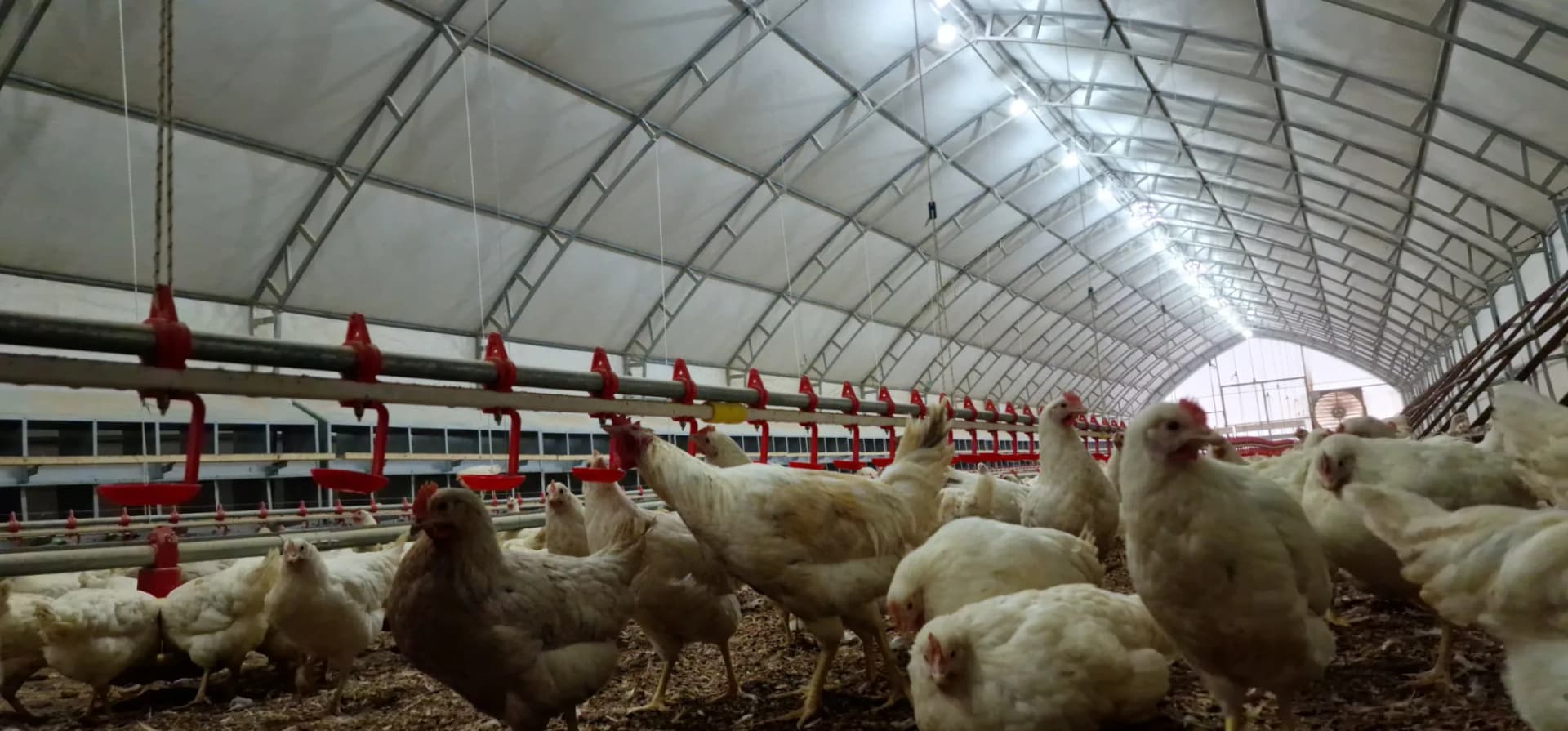 Poultry house tent