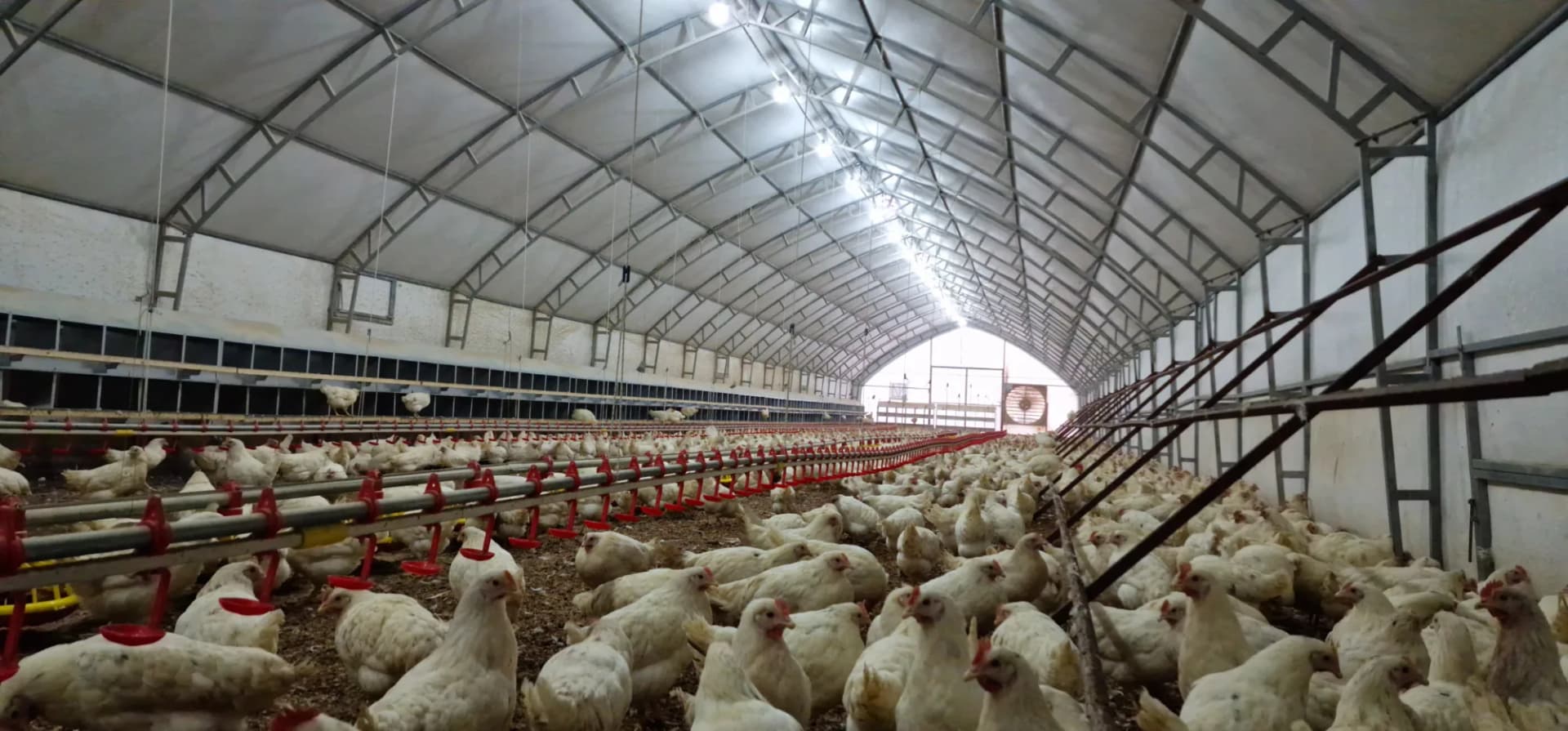Poultry house tent