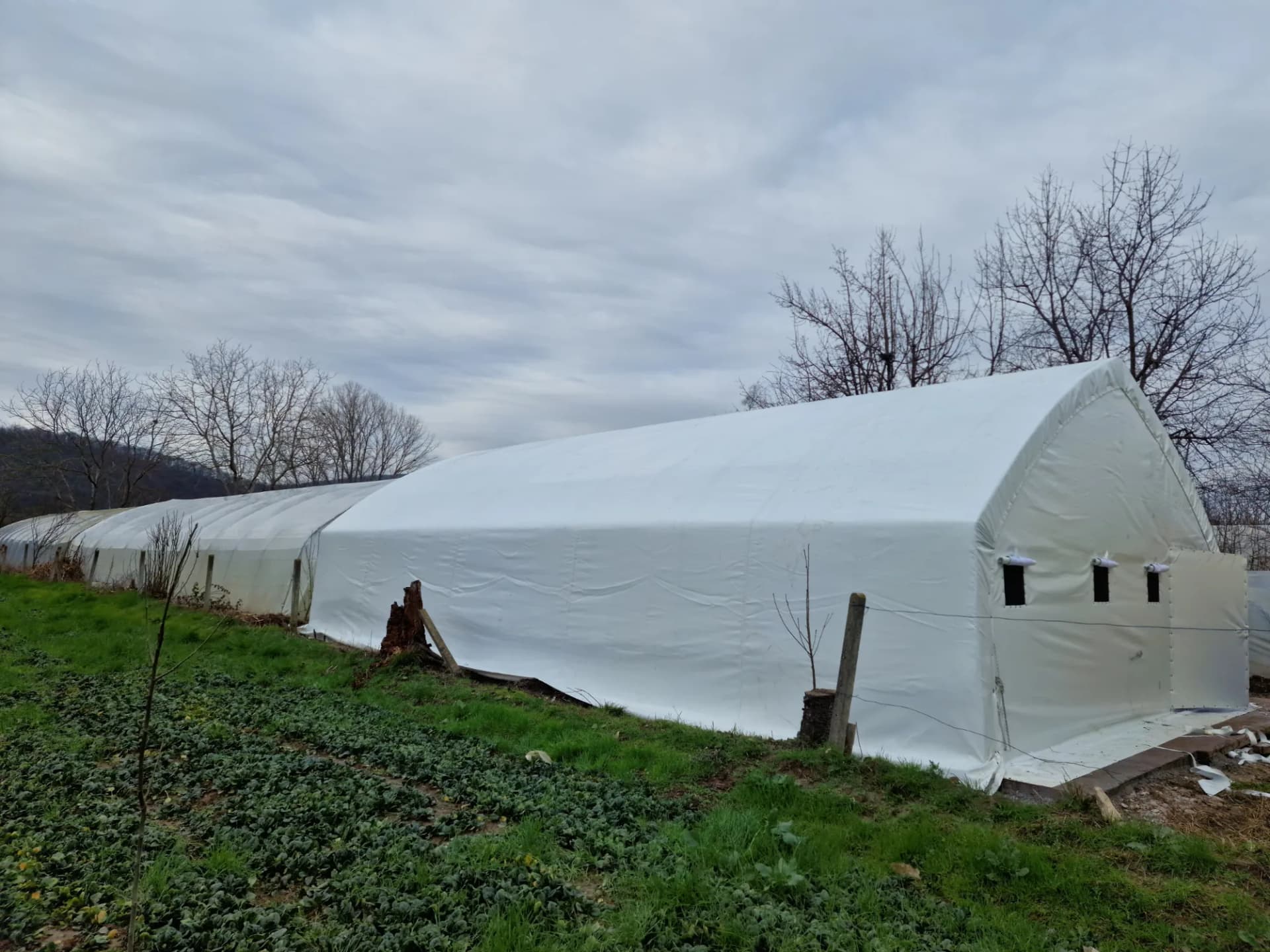 Mushroom growing tent
