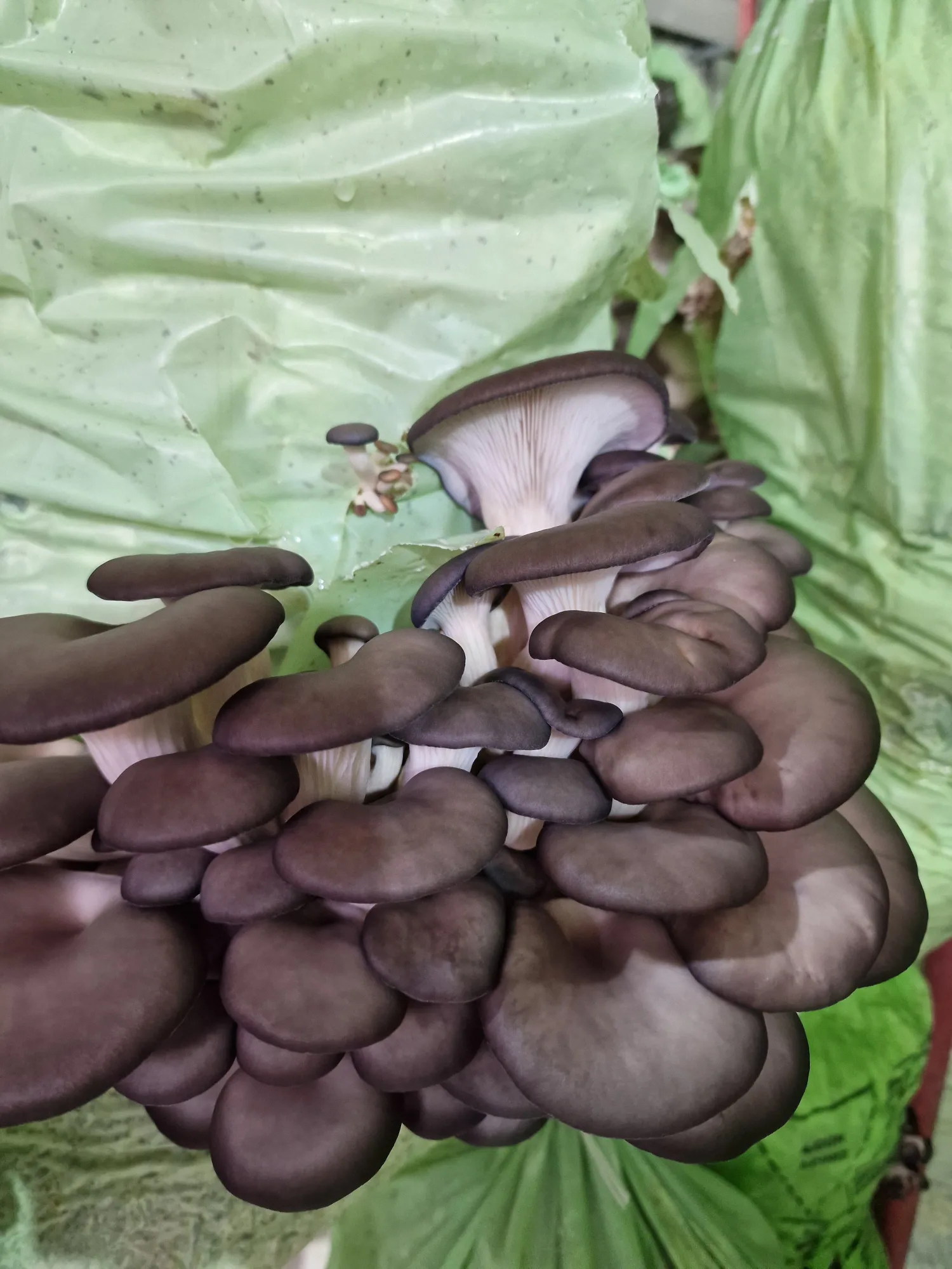 Mushroom growing tent