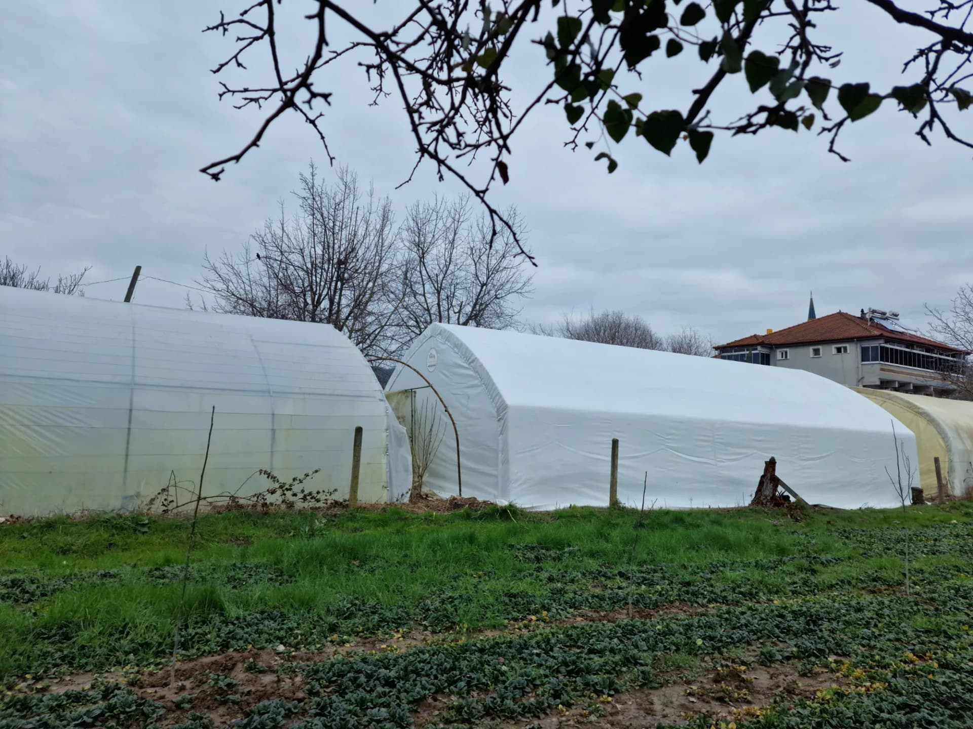 Mushroom growing tent