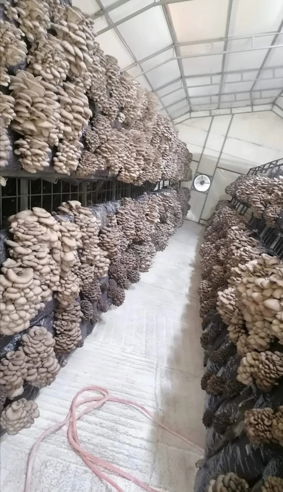 Mushroom growing tent