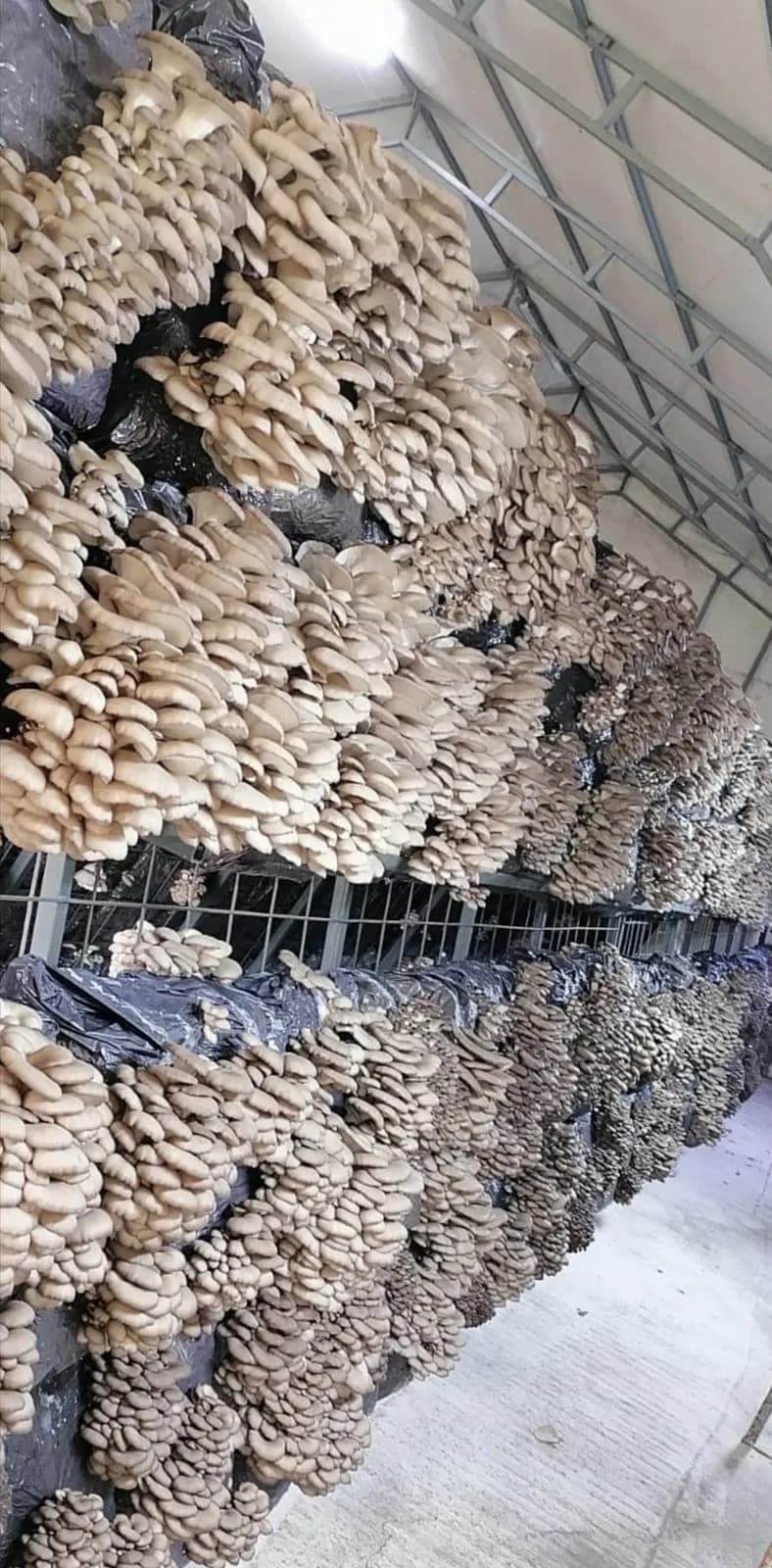 Mushroom growing tent