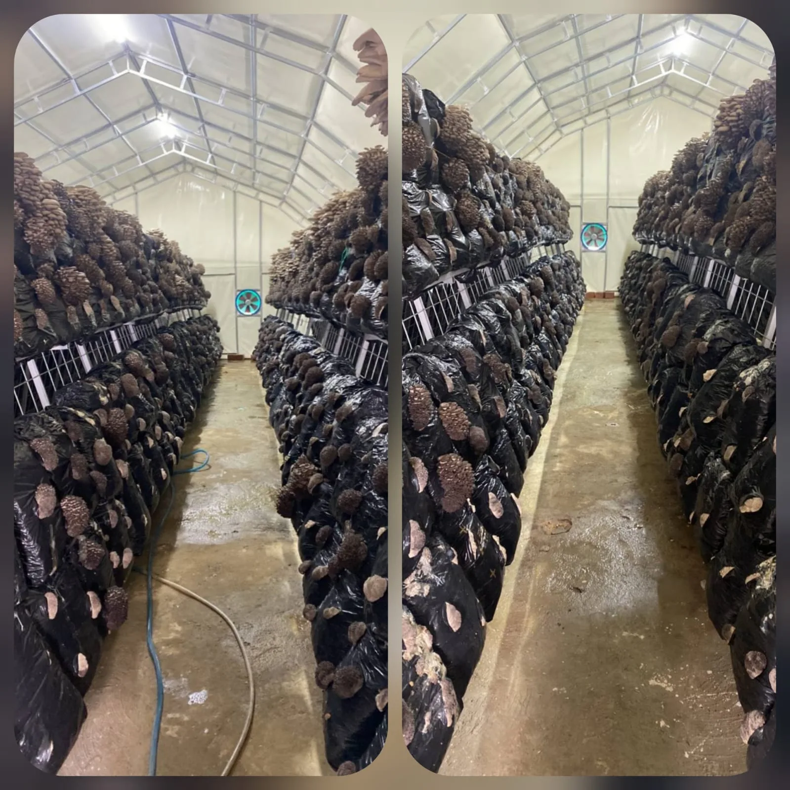Mushroom growing tent