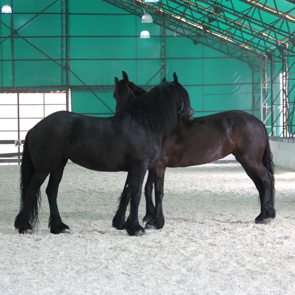 Horse Riding Arena Tents